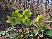 26 Helleborus niger (Ellebori) in fruttescenza